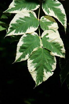 Aralia elata 'Variegata' - arálie štíhlá - list